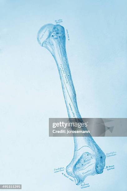 human upper arm bone - people soft focus stock illustrations