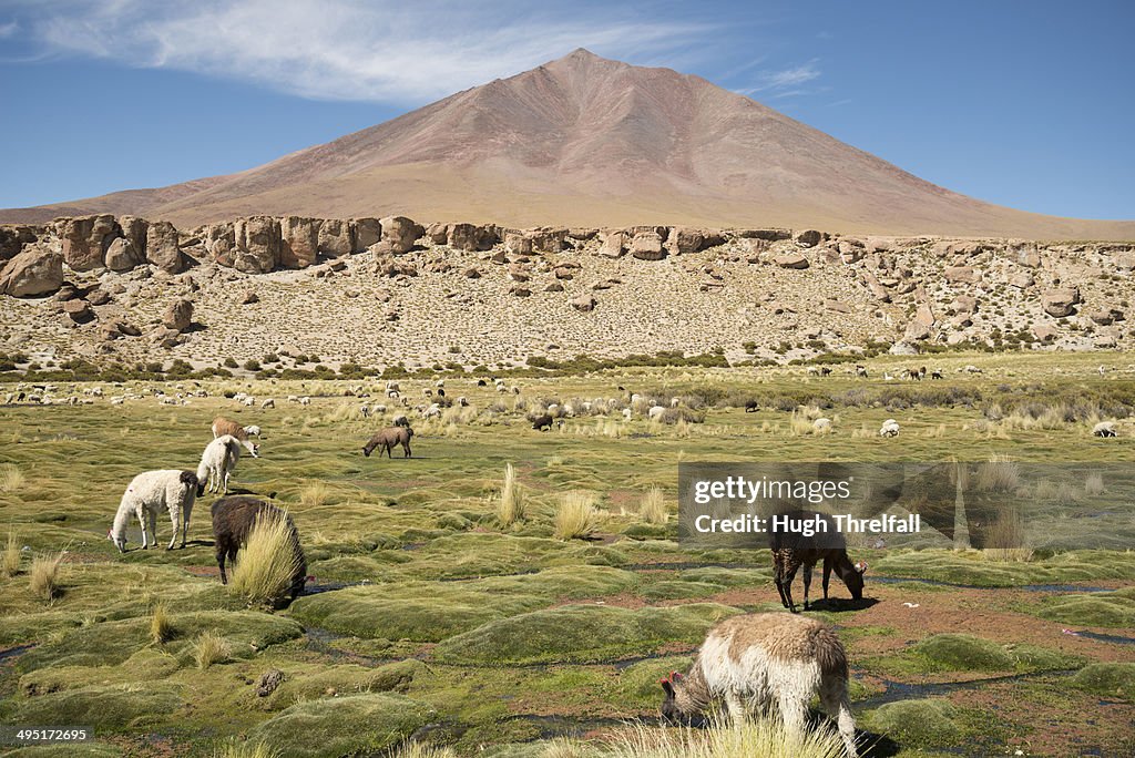 Llamas on the Altiplano, Bolivia