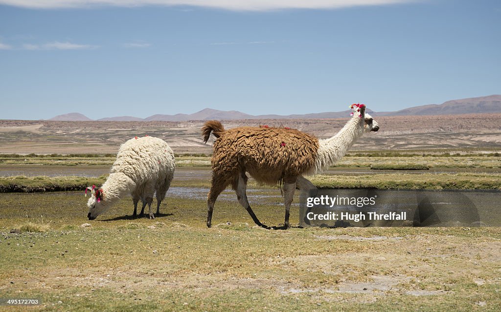 Llamas on the Altiplano, Bolivia