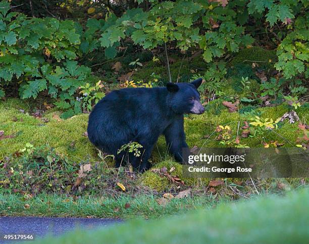 Black bear is viewed along the Blue Ridge Parkway near Craggy Mountain on October 6, 2015 near Asheville, North Carolina. Named one of the "Top 10...