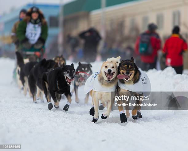iditarod - dog racing stock pictures, royalty-free photos & images