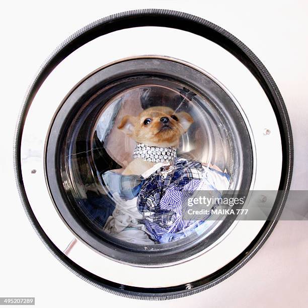 chihuahua puppy inside a washing machine - dog washing machine stock pictures, royalty-free photos & images