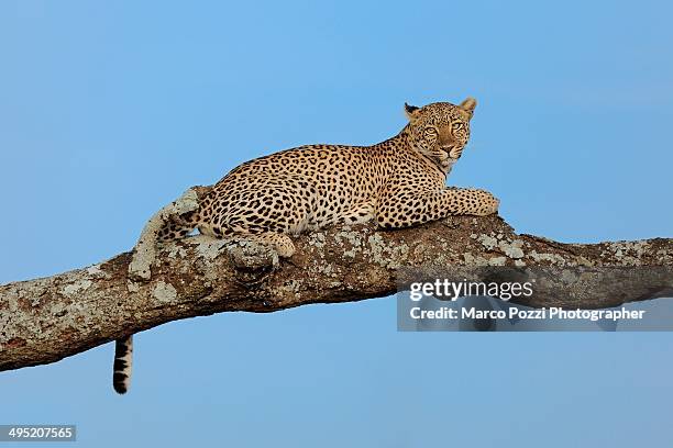 Normal Leopard 2,883 Blue Leopard Stock Photos, High-Res Pictures, and Images - Getty ...