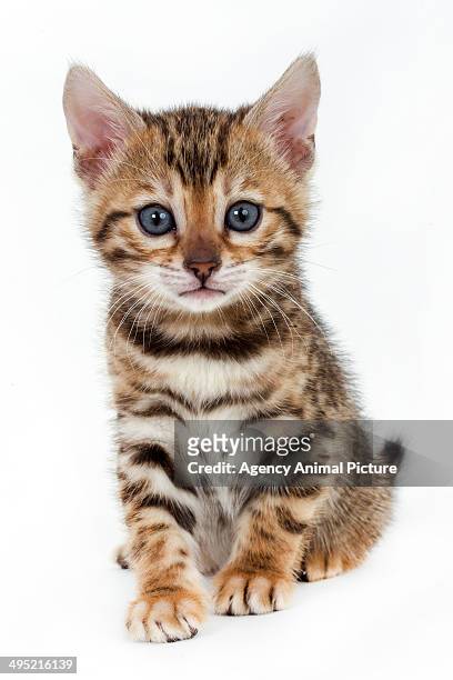 bengal cat - gato bengala fotografías e imágenes de stock