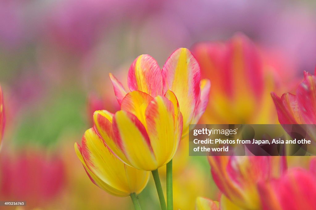 Tulip flower garden