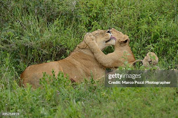 mother & son - cub photos et images de collection