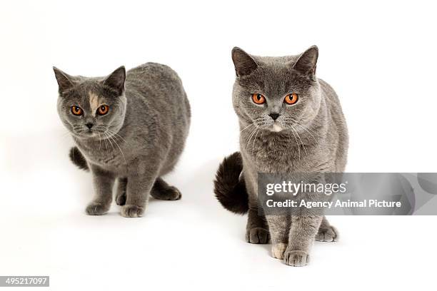 british shorthair cat - british shorthair cat stock pictures, royalty-free photos & images