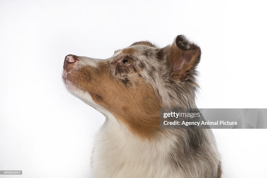 Australian shepherd