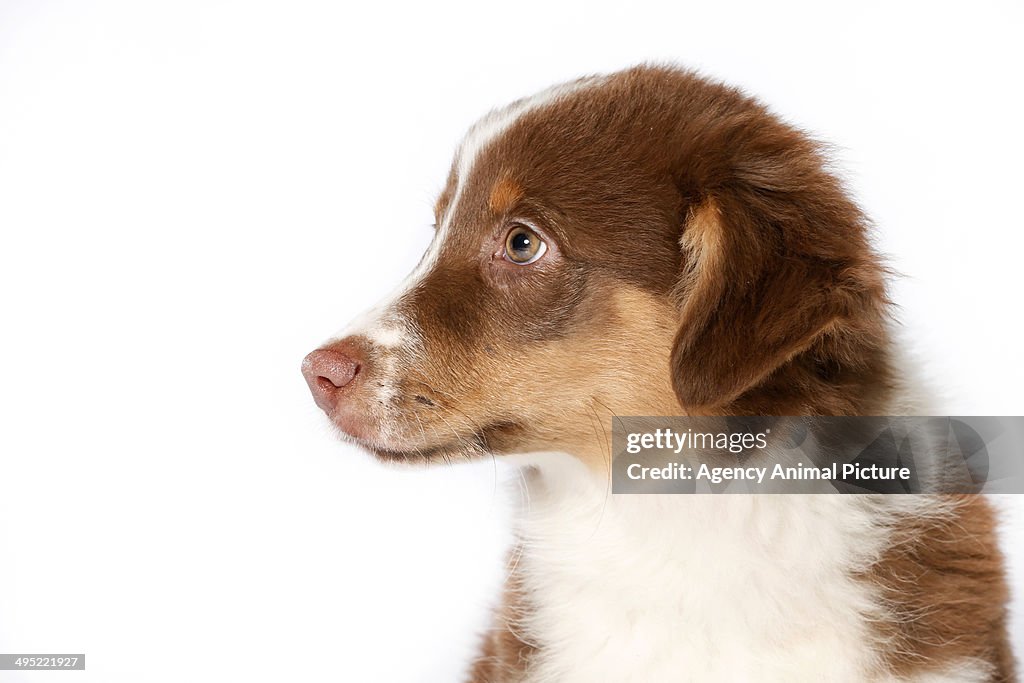 Australian shepherd