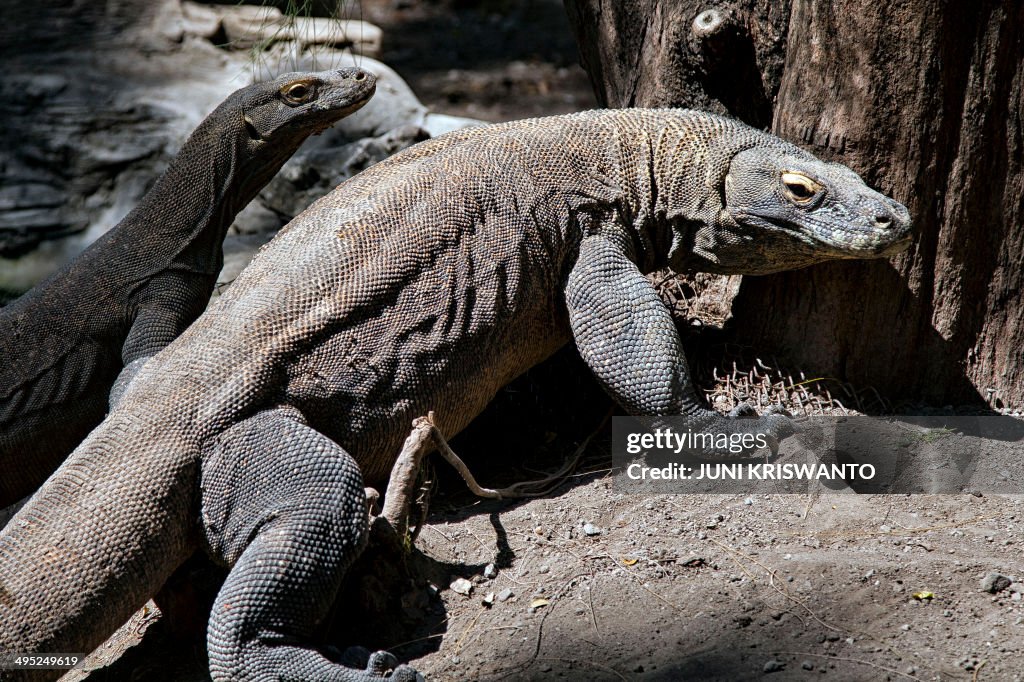 INDONESIA-ANIMAL-CONSERVATION
