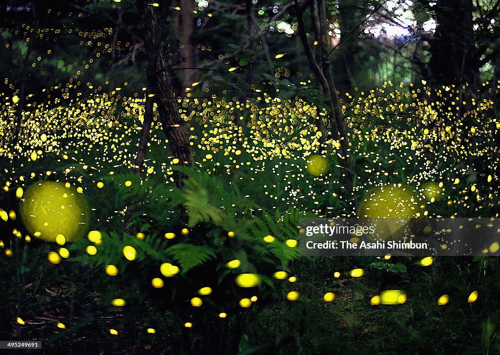 Fireflies Hover In Suita