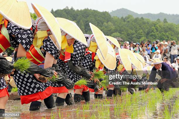 Women wearing 'Saotome' traditional rice planting costumes plant rice in a rice paddy after soil puddling by decorated cows during the 'Hanataue' on...