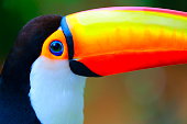 Colorful cute Toucan tropical bird in Brazilian Pantanal – blurred background