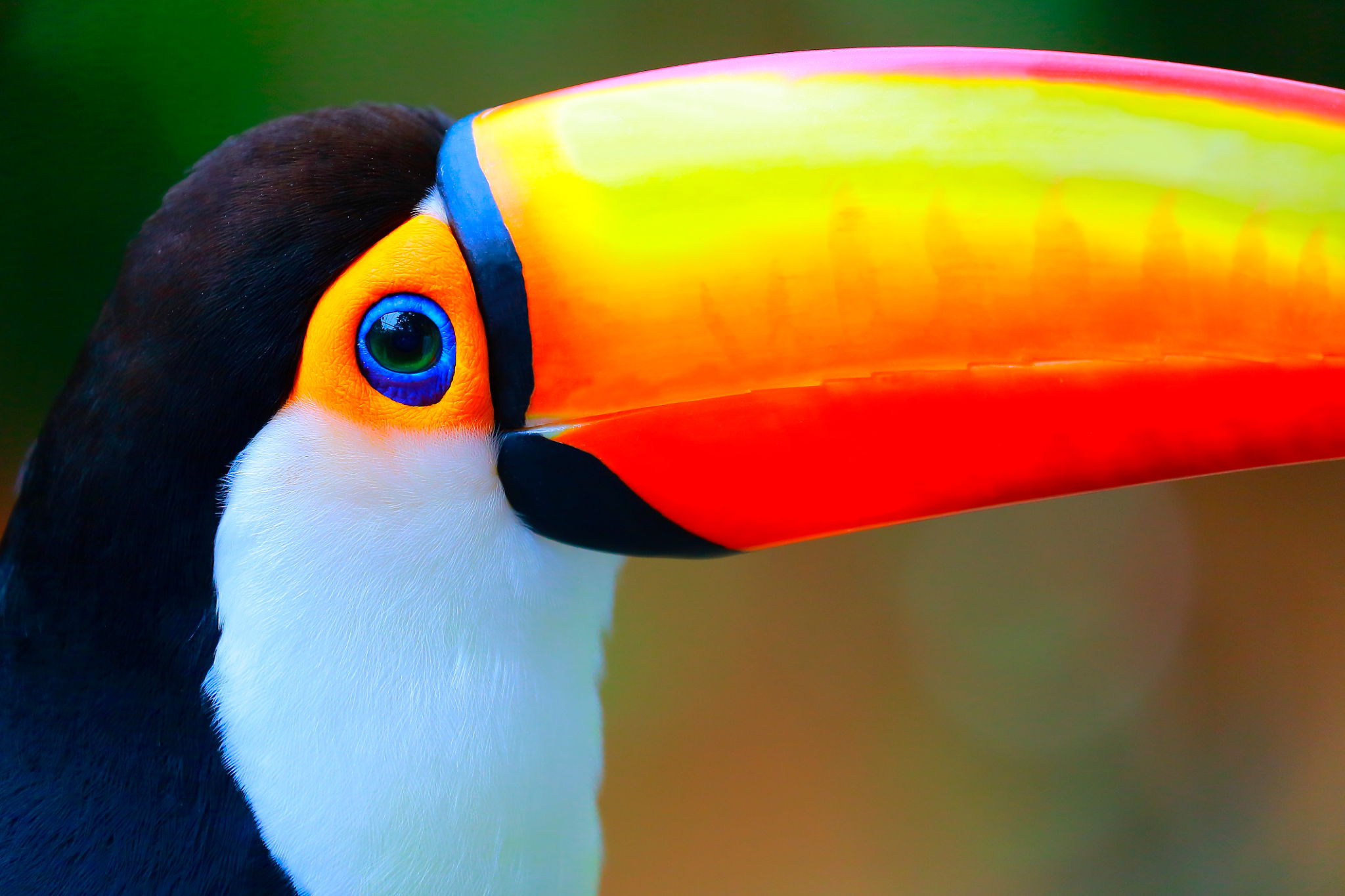 Brazil nature