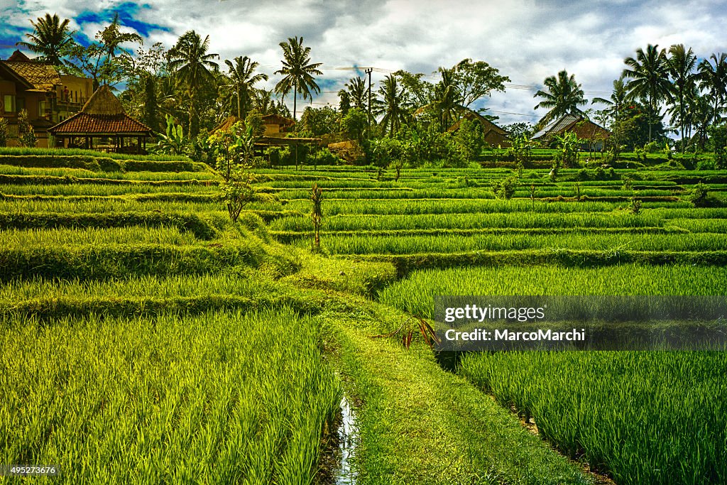 View of rice fields