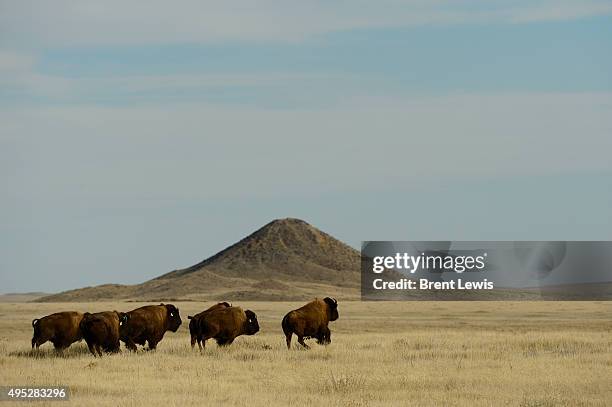 The herd of bison run on the 1,000 acres of prairie land November 1, 2015 at Soapstone Prairie Natural Area. 10 genetically pure bisons, nine cows...