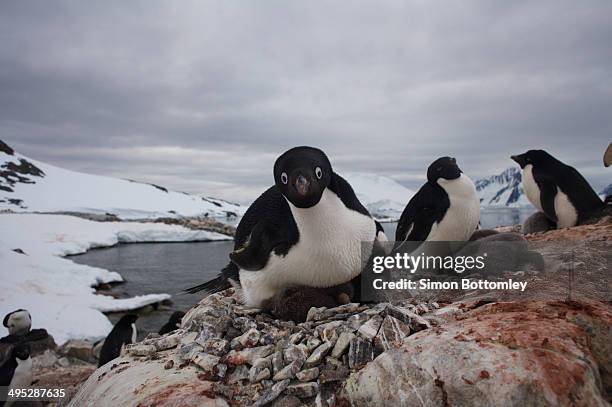 adele parent protecting new born chicks. - adelie penguin stock pictures, royalty-free photos & images