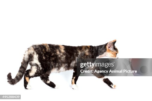 Devon rex Devon rex