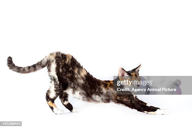 devon rex - devon rex stock pictures, royalty-free photos & images