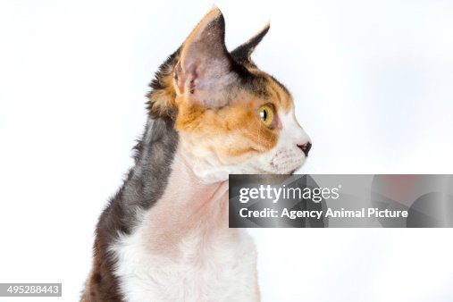Devon rex Devon rex