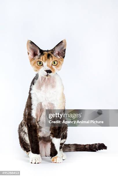 devon rex - devon rex stock pictures, royalty-free photos & images