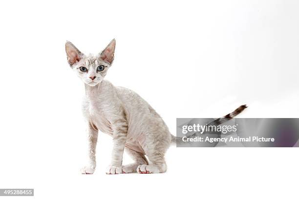 devon rex - devon rex stock pictures, royalty-free photos & images
