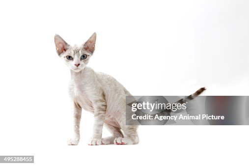 Devon rex Devon rex