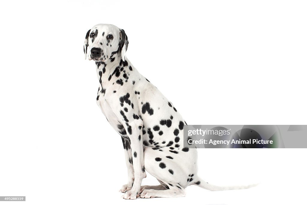 Dalmatian Dog