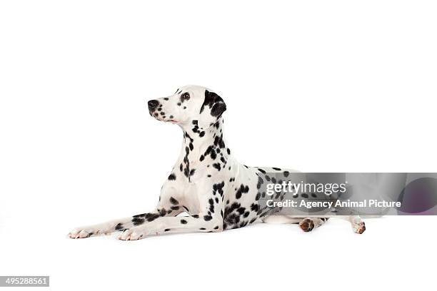 dalmatian dog - dalmatian ストックフォトと画像