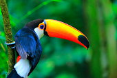 Colorful cute Toucan tropical bird, Brazilian Amazon – blurred green background