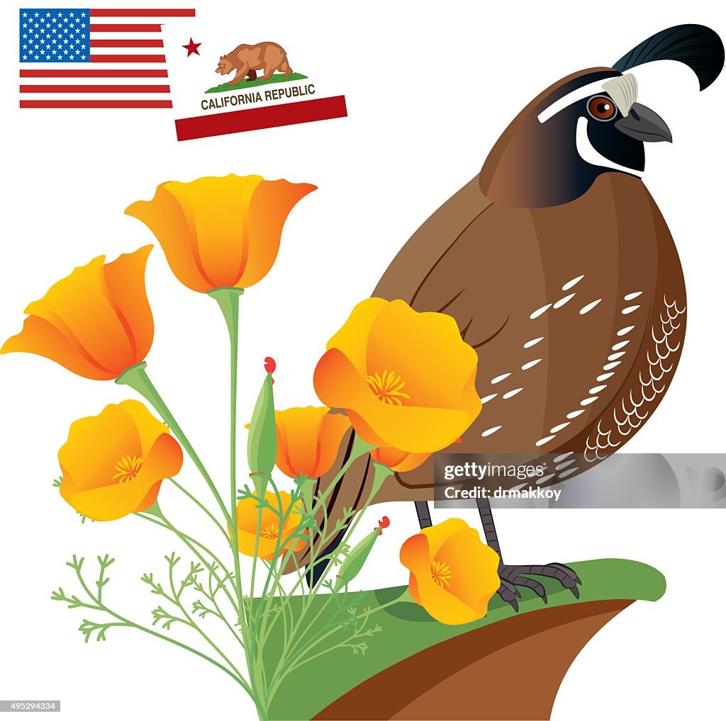 California Golden Poppy