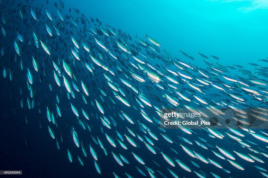 Bait Ball - Palau, Micronesia