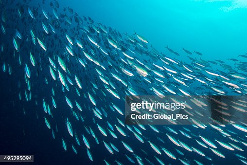 Bait Ball - Palau, Micronesia Bait Ball - Palau, Micronesia
