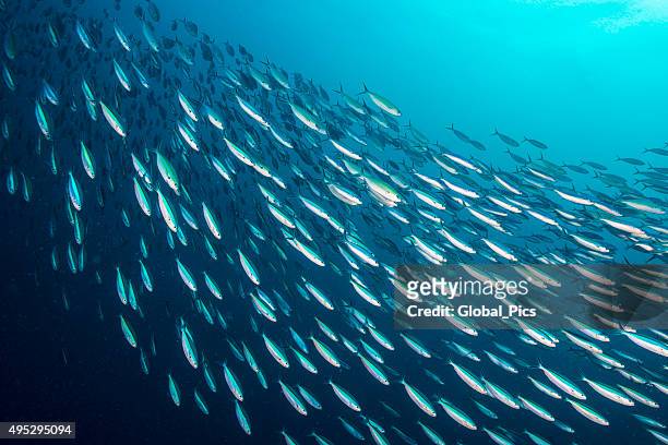 bait ball - palau, micronesia - animal stock pictures, royalty-free photos & images