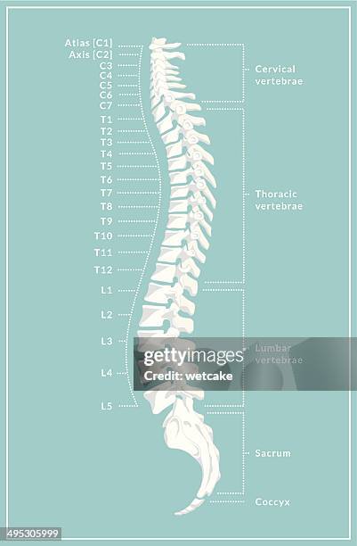 ilustraciones, imágenes clip art, dibujos animados e iconos de stock de retro diagrama de la columna vertebral - columna vertebral