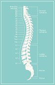 Retro Spine Diagram