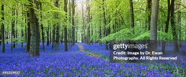 bluebells in the wood - hertfordshire stock-fotos und bilder