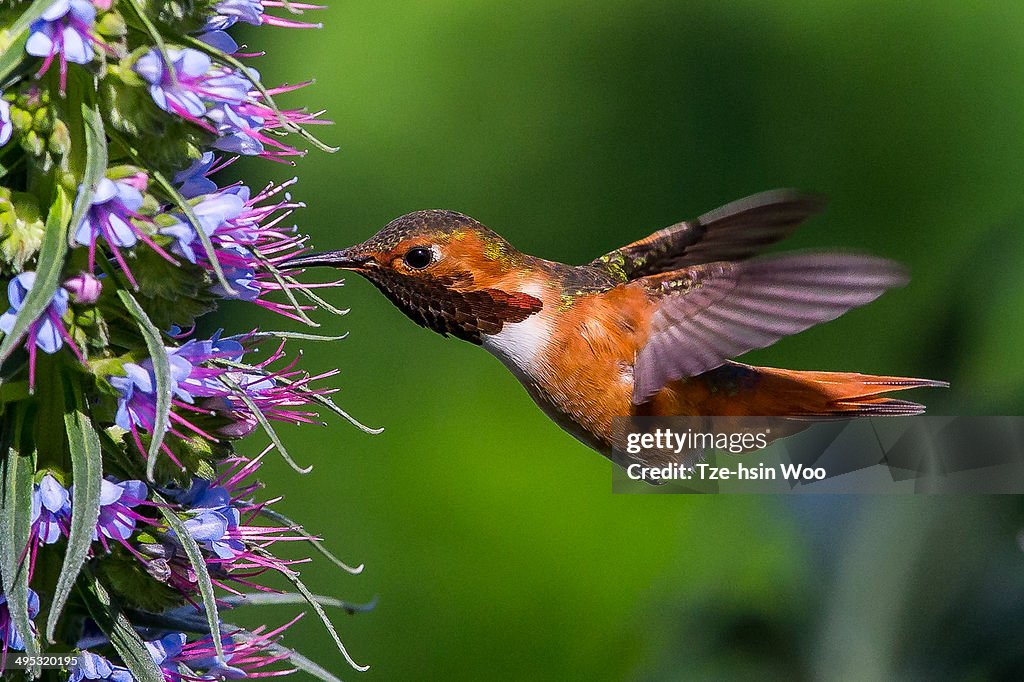 Allen's Hummingbird