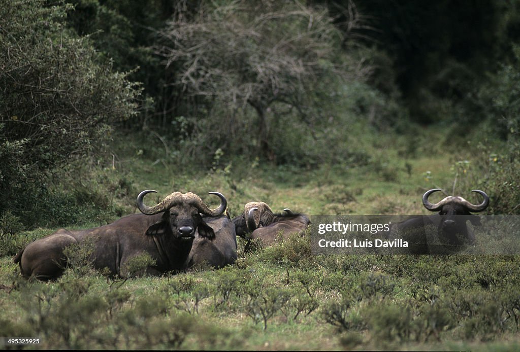 Buffalos in Aberdares.Kenya