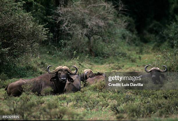 Buffalos In Aberdareskenya, Foto de stock