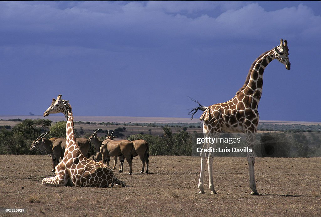 Giraffes Kenya