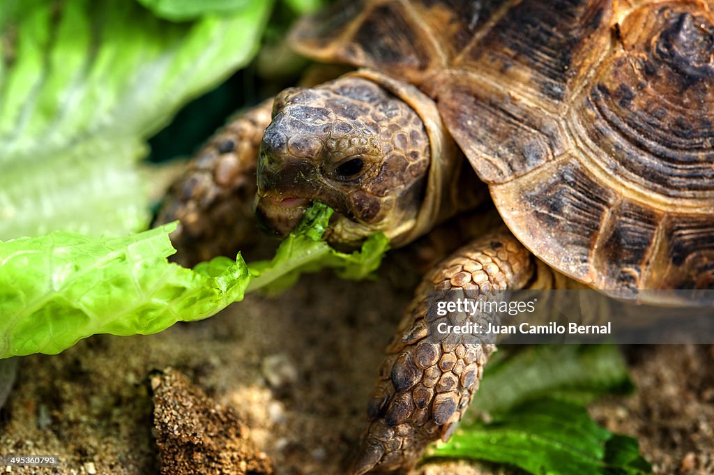 Tortoise eating