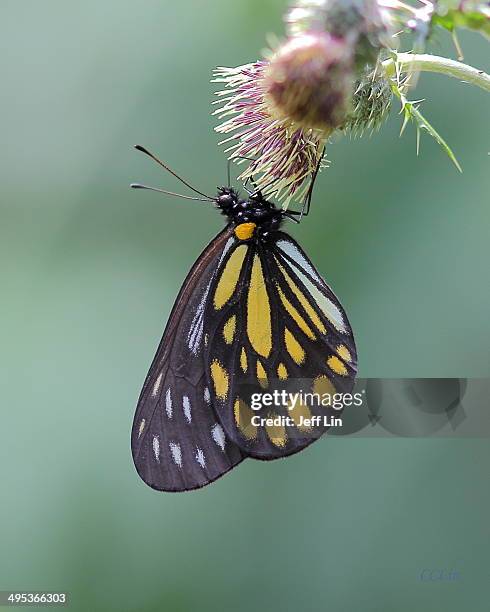 great black-veined white,aporia agathon moltrechti - groot geaderd witje stockfoto's en -beelden