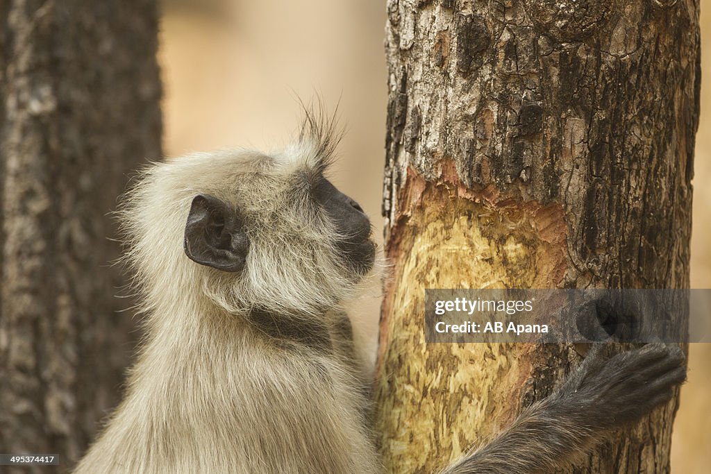 Gray Langur eating bark of medicinal tree