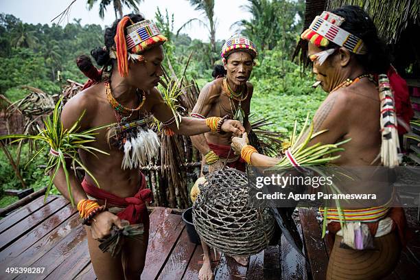 Mentawainese men of Sikerei perform a ritual during Inauguration Ritual Aman Gotdai as a New Sikerei on May 26, 2014 in Butui Village, Siberut...