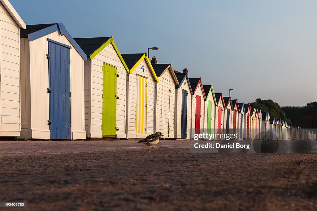 Paignton Hot Stepper