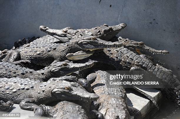 Hungry crocodiles in the pool of a private farm in the San Manuel municipality, Cortes department, 220 km north of Tegucigalpa on November 1, 2015....