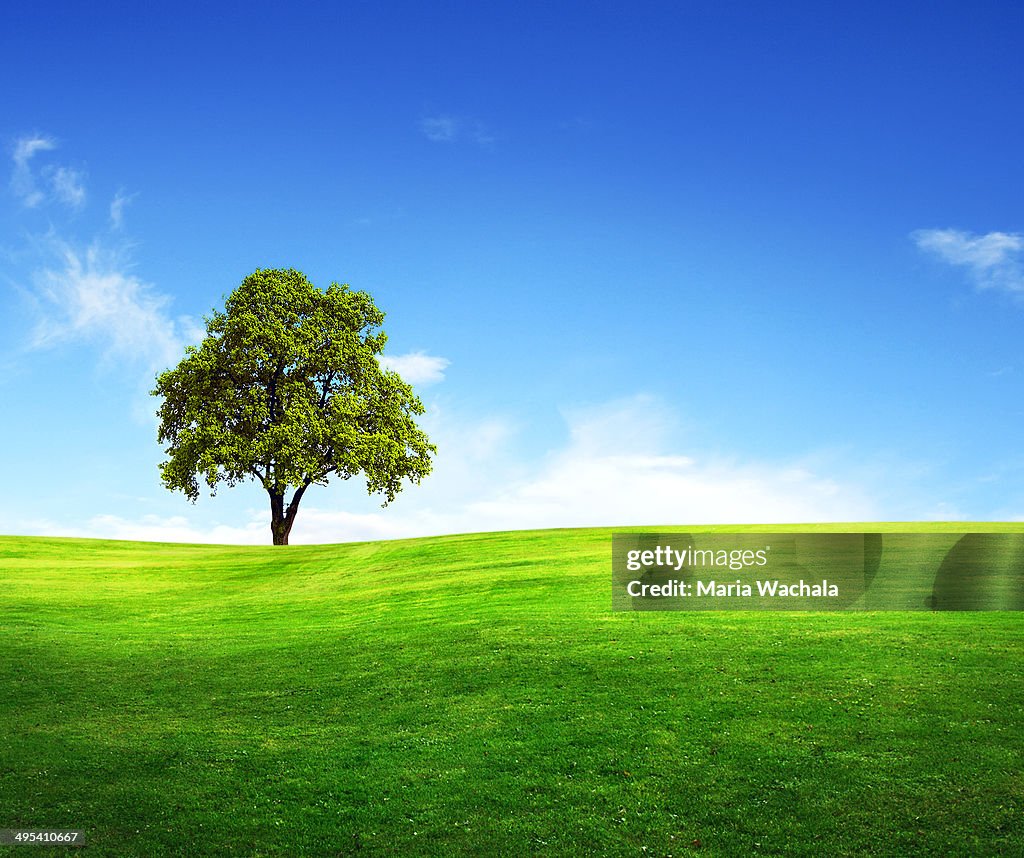 Field, tree and blue sky.