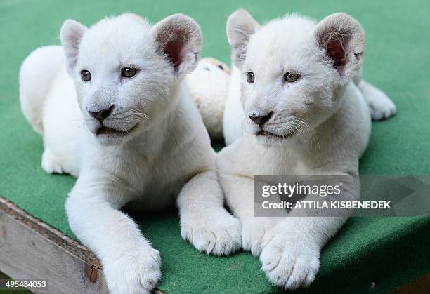 Two eight-week old white lion cubs, Mombasa and Nala settle into a new home, a private zoo in Abony, Hungary on June 3, 2014. The brother and sister...