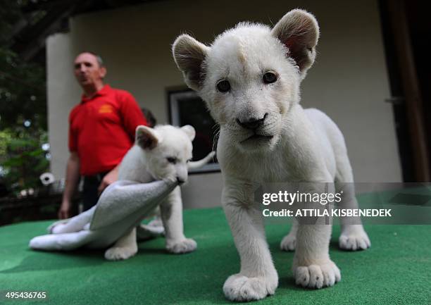 Two eight-week old white lion cubs, Mombasa and Nala play intheir new home in Abony, Hungary on June 3, 2014. The brother and sister lions, one of...